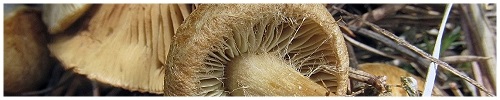 Фото грибов, описание и названия