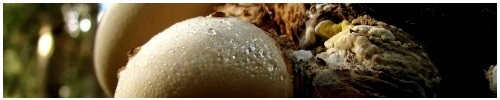 Фото грибов, описание и названия