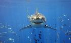 Фото профиля: Shark