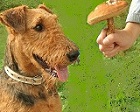 Фото профиля: Airedale